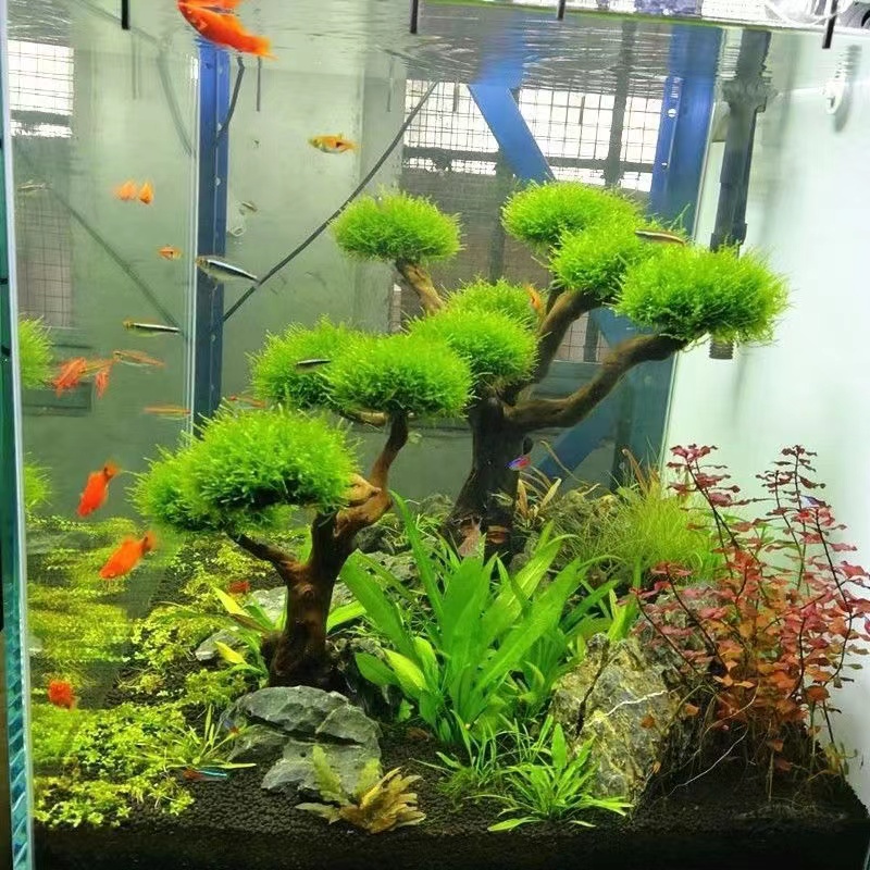 Planted Aquarium Moss - ตู้ปลาเขียวกรอบไม้ปลูกอุปกรณ์ตกแต่งกรอบต้นไม้มอส (ไม่มีมอส) พิพิธภัณฑ์สัตว์น้ําปลูกไม้ดริฟท์ตกแต่ง