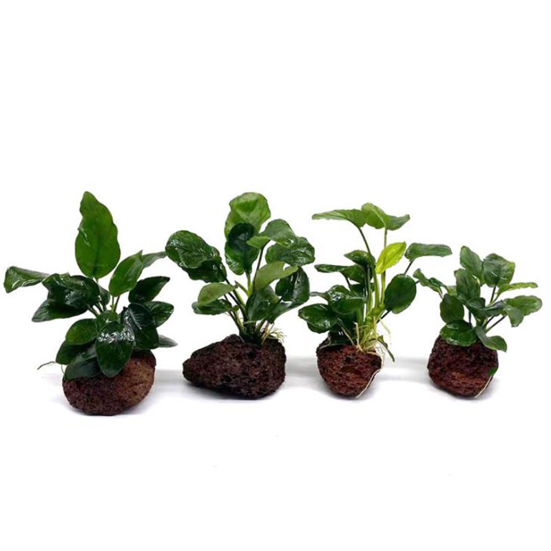 Volcanic Aquarium ตกแต่งปลาถัง - Aquarium Planted Tank Filter บทวิจารณ์และราคา