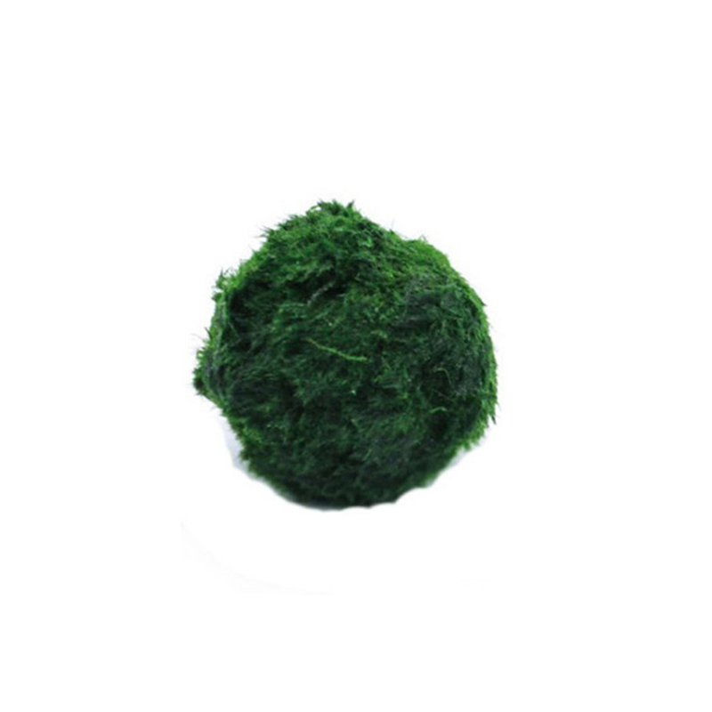 มาริโม่ มอสบอล ต้นไม้ประดับตู้ - Planted Aquarium Moss บทวิจารณ์และราคา