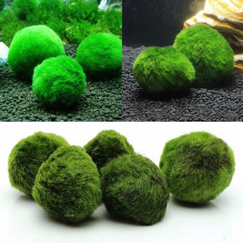 มาริโม่ มอสบอล ต้นไม้ประดับตู้ - Planted Aquarium Moss บทวิจารณ์และราคา
