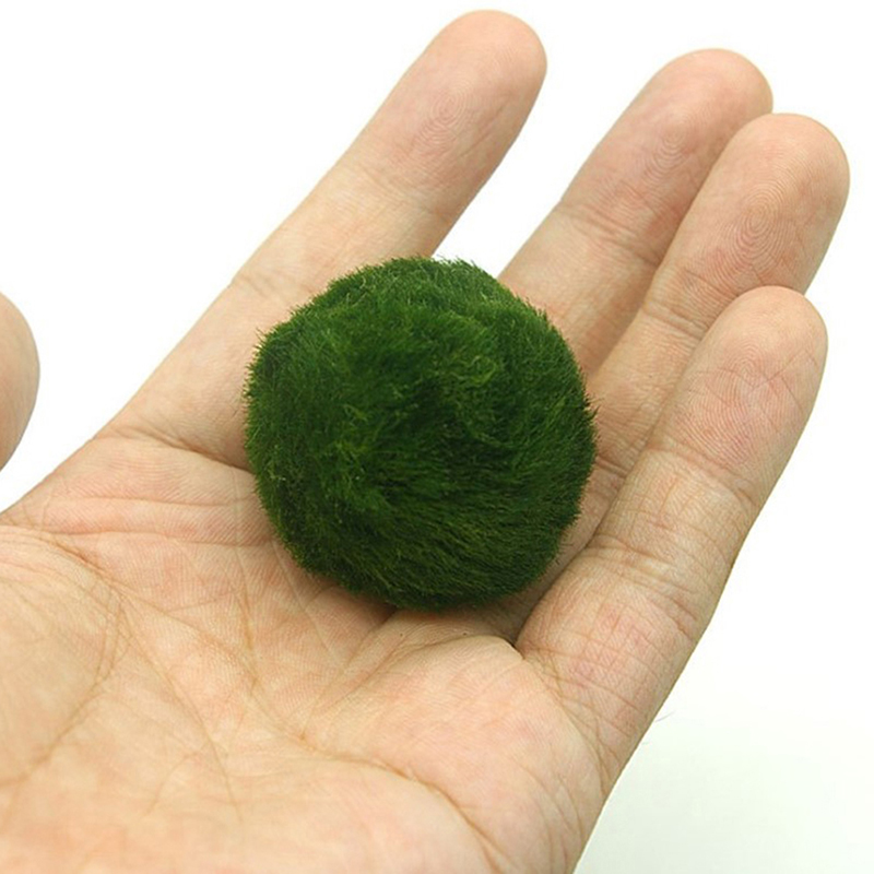 มาริโม่ มอสบอล ต้นไม้ประดับตู้ - Planted Aquarium Moss บทวิจารณ์และราคา