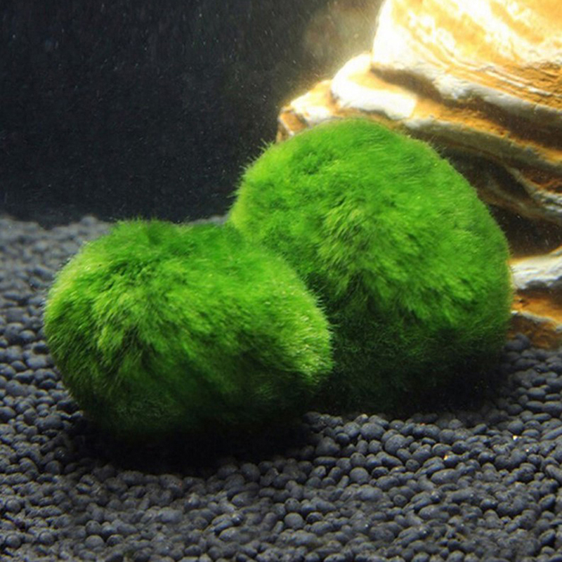 มาริโม่ มอสบอล ต้นไม้ประดับตู้ - Planted Aquarium Moss บทวิจารณ์และราคา