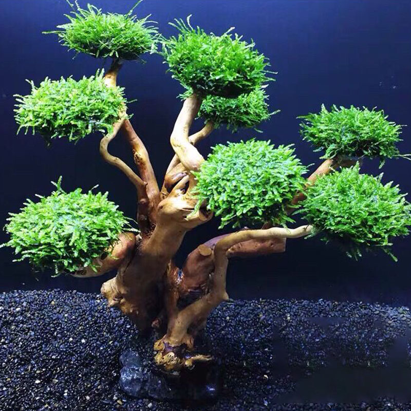 ตู้ปลาเขียวกรอบไม้ปลูกอุปกรณ์ต - Planted Aquarium Moss บทวิจารณ์และราคา