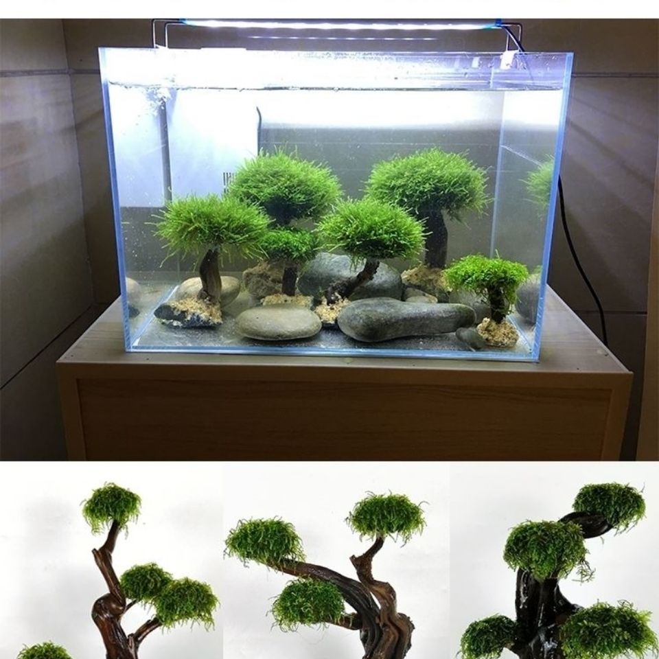 ตู้ปลาเขียวกรอบไม้ปลูกอุปกรณ์ต - Planted Aquarium Moss บทวิจารณ์และราคา