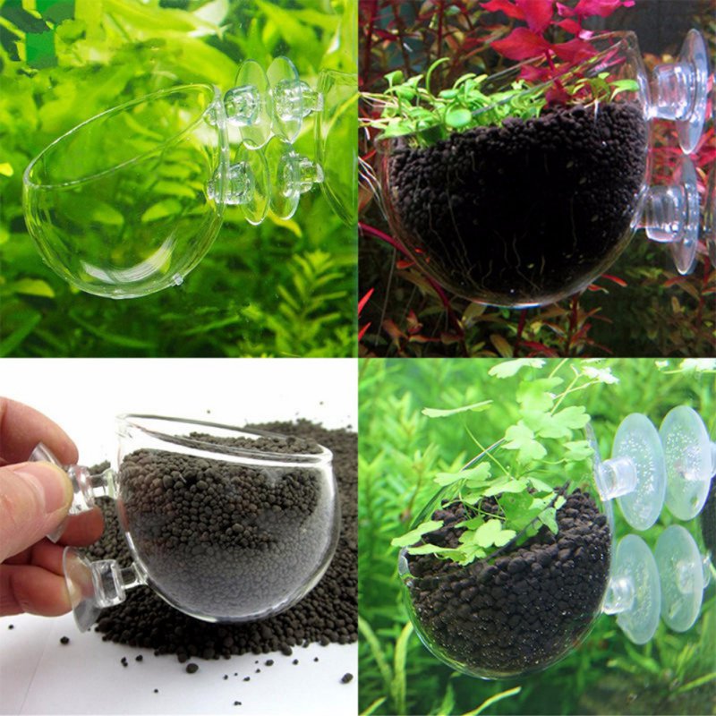 ถ้วยแก้วทรงกระบอกสำหรับกระถางต - Planted Aquarium Moss บทวิจารณ์และราคา