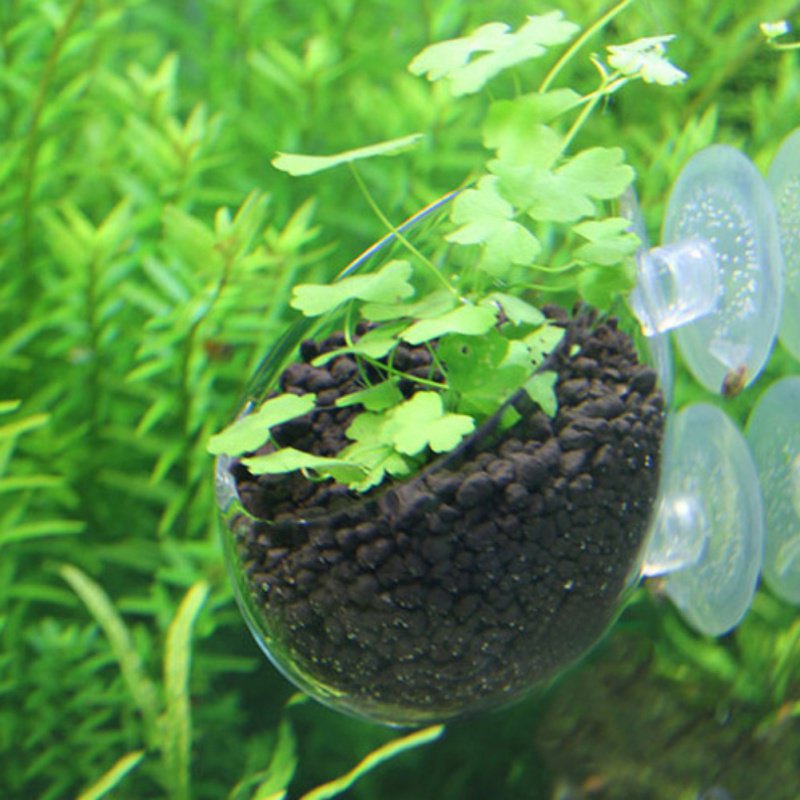 ถ้วยแก้วทรงกระบอกสำหรับกระถางต - Planted Aquarium Moss บทวิจารณ์และราคา