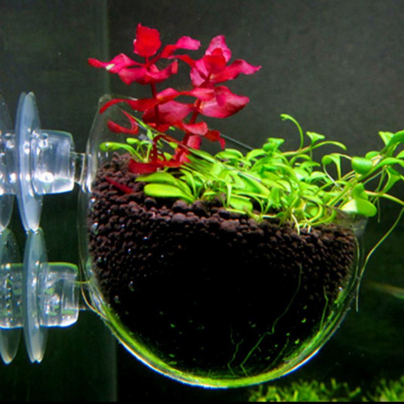 ถ้วยแก้วทรงกระบอกสำหรับกระถางต - Planted Aquarium Moss บทวิจารณ์และราคา